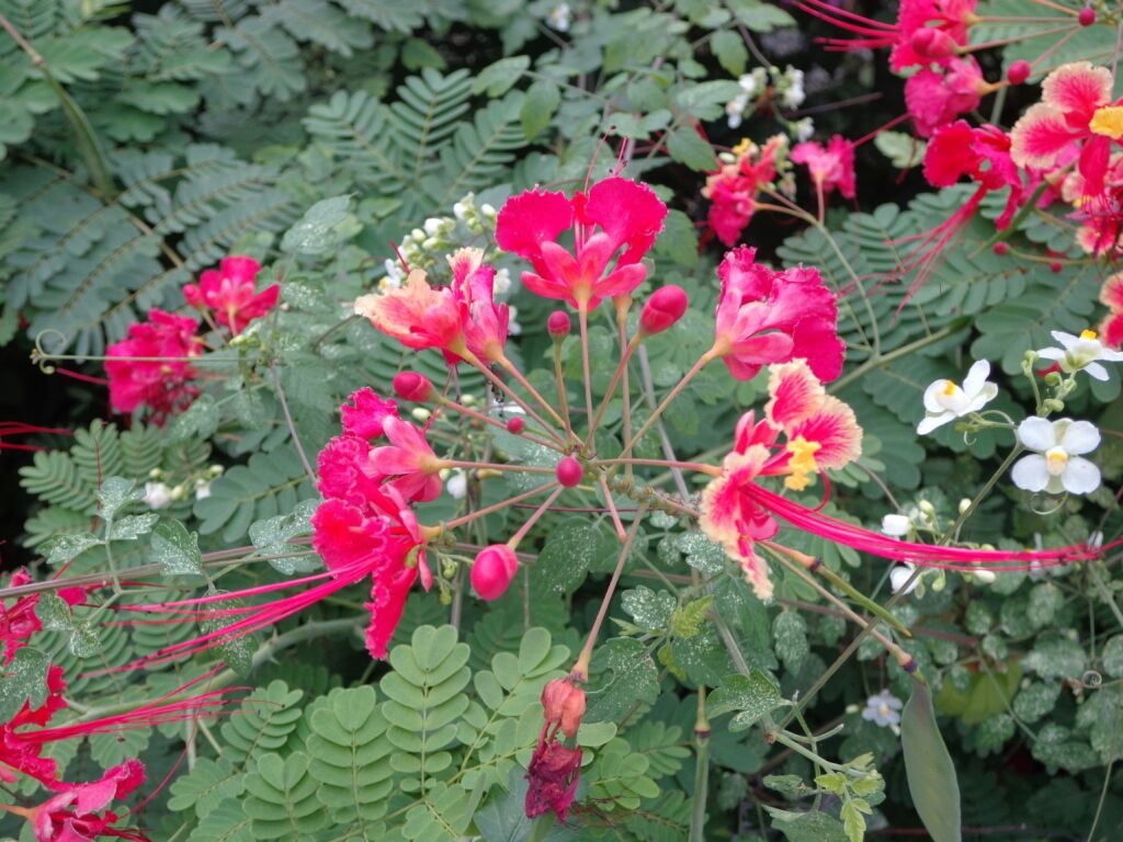 cuáles son las flores más comunes